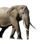 lelephant ahmed 1