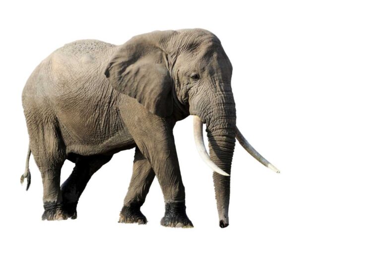 lelephant ahmed 1