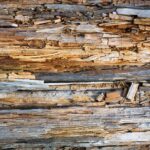 roter les ufs pourris causes solutions et prevention des rots malodorants 1